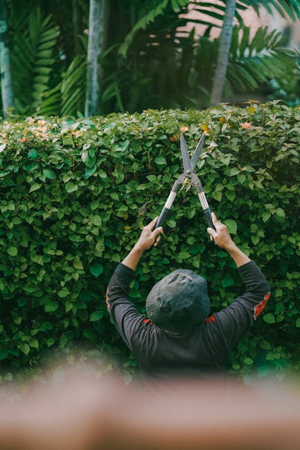 A person seen from behind, wearing a dark long-sleeved shirt and a black hat, is trimming a lush, dense hedge with a pair of silver-handled hedge shears. The hedge has small green leaves, and there ar